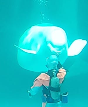 鴨川シーワールドに投稿された画像（2023/9/17）