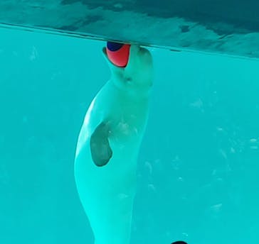 鴨川シーワールドに投稿された画像（2023/9/17）