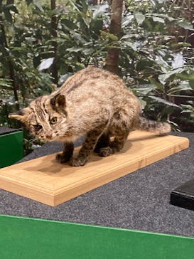 特別展「ネコ」 ～にゃんと！クールなハンターたち～に投稿された画像（2023/9/17）