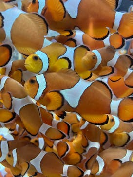 鴨川シーワールドに投稿された画像（2023/9/17）