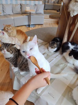 猫カフェモカ　イオンレイクタウン店に投稿された画像（2023/9/17）