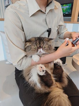 猫カフェモカ　イオンレイクタウン店に投稿された画像（2023/9/17）