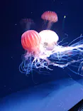 サンシャイン水族館に投稿された画像（2023/9/17）