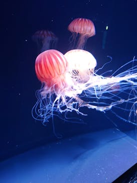 サンシャイン水族館に投稿された画像（2023/9/17）