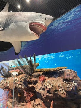 特別展「海　―生命のみなもと―」（国立科学博物館）に投稿された画像（2023/9/17）