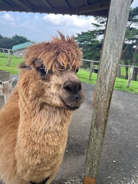 那須どうぶつ王国に投稿された画像（2023/9/17）