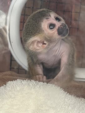 那須ワールドモンキーパークに投稿された画像（2023/9/17）