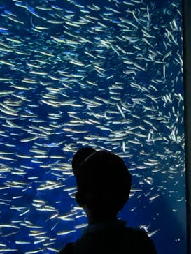 大分マリーンパレス水族館 「うみたまご」に投稿された画像（2023/9/17）