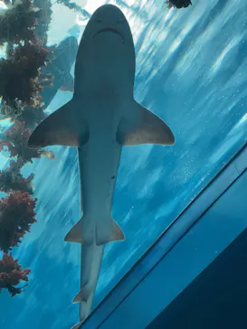 仙台うみの杜水族館に投稿された画像（2023/9/17）