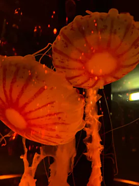 マクセル アクアパーク品川に投稿された画像（2023/9/17）