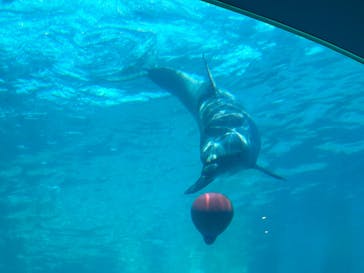 名古屋港水族館に投稿された画像（2023/9/17）