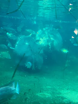 天王寺動物園に投稿された画像（2023/9/17）