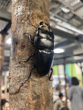 JOYPOLIS 特別イベントスペースに投稿された画像（2023/9/17）