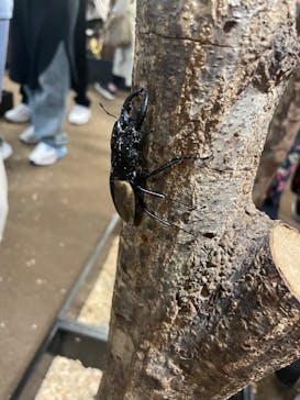 JOYPOLIS 特別イベントスペースに投稿された画像（2023/9/17）