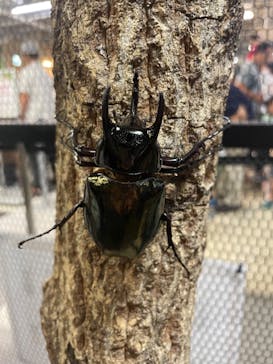 JOYPOLIS 特別イベントスペースに投稿された画像（2023/9/17）