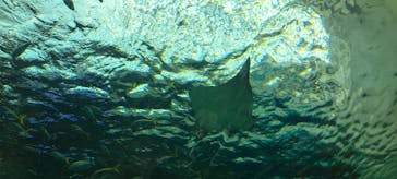 名古屋港水族館に投稿された画像（2023/9/17）