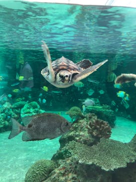 鴨川シーワールドに投稿された画像（2023/9/17）