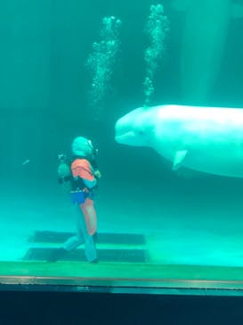 鴨川シーワールドに投稿された画像（2023/9/17）