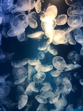 鴨川シーワールドに投稿された画像（2023/9/17）