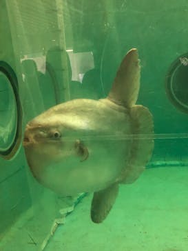 鴨川シーワールドに投稿された画像（2023/9/17）