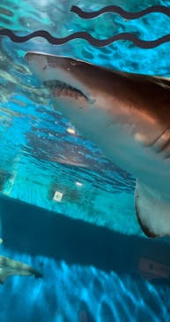 しながわ水族館に投稿された画像（2023/9/17）