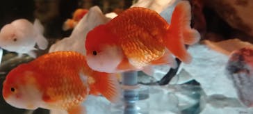 NARA KINGYO MUSEUMに投稿された画像（2023/9/17）