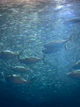 名古屋港水族館に投稿された画像（2023/9/17）