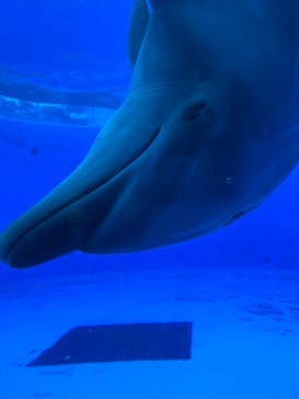 九十九島水族館海きららに投稿された画像（2023/9/17）