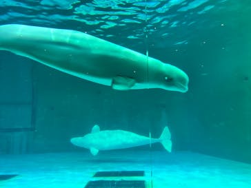 鴨川シーワールドに投稿された画像（2023/9/17）