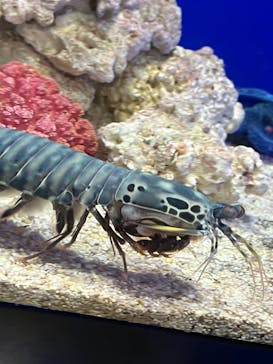 サンシャイン水族館に投稿された画像（2023/9/17）