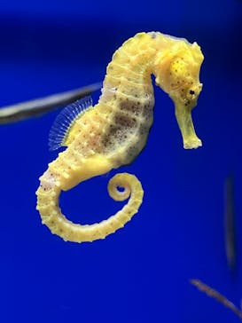 サンシャイン水族館に投稿された画像（2023/9/17）