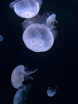 サンシャイン水族館に投稿された画像（2023/9/17）