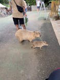 伊豆シャボテン動物公園に投稿された画像（2023/9/17）