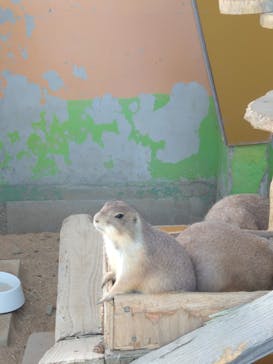 淡路ファームパーク イングランドの丘に投稿された画像（2023/9/17）