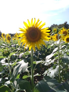 淡路ファームパーク イングランドの丘に投稿された画像（2023/9/17）