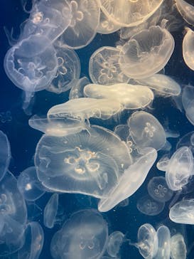 鴨川シーワールドに投稿された画像（2023/9/17）