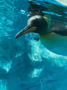 鴨川シーワールドに投稿された画像（2023/9/17）