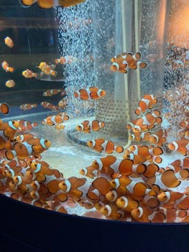 鴨川シーワールドに投稿された画像（2023/9/17）