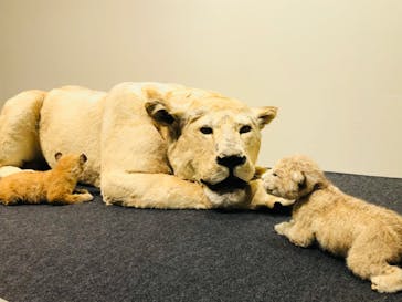 特別展「ネコ」 ～にゃんと！クールなハンターたち～に投稿された画像（2023/9/17）