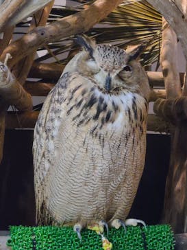 カワスイ 川崎⽔族館に投稿された画像（2023/9/17）