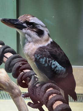 カワスイ 川崎⽔族館に投稿された画像（2023/9/17）