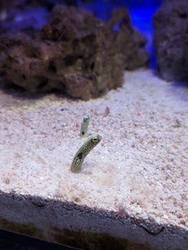 新江ノ島水族館に投稿された画像（2023/9/17）