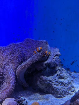 新江ノ島水族館に投稿された画像（2023/9/17）