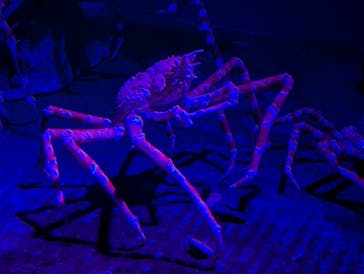 新江ノ島水族館に投稿された画像（2023/9/17）