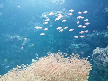 環境水族館アクアマリンふくしまに投稿された画像（2023/9/17）