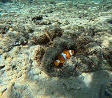 石垣島 ADVENTURE PiPi（イシガキジマアドベンチャーピピ）に投稿された画像（2023/9/17）