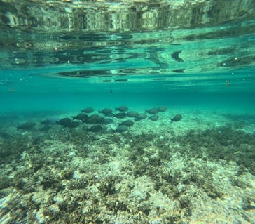 石垣島 ADVENTURE PiPi（イシガキジマアドベンチャーピピ）に投稿された画像（2023/9/17）