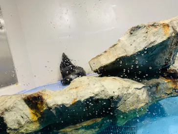 マクセル アクアパーク品川に投稿された画像（2023/9/17）