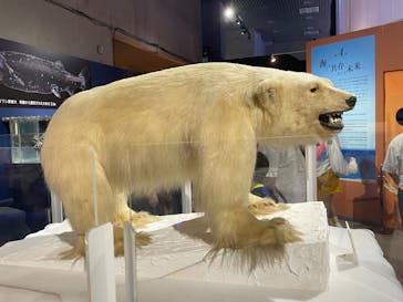 特別展「海　―生命のみなもと―」（国立科学博物館）に投稿された画像（2023/9/17）