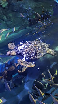 しながわ水族館に投稿された画像（2023/9/17）